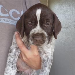 Boy 2 - Brown and gray male Wirehaired Pointing Griffon puppy in Emmett, Idaho from Idaho Wirehaired Pointing Griffons