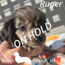 Ruger - Dapple male Dachshund puppy in Anamosa, Iowa from Melsh Precious Pets