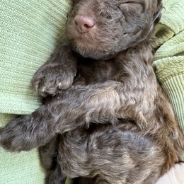 Poodle Puppies from Noelle Poodles