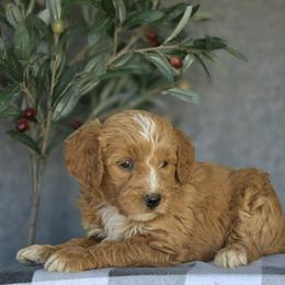Ella - Red  female Goldendoodle puppy in Apopka, Florida from Rae Precious Puppies