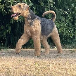 Airedale Terrier Puppies from Seaquest Airedales