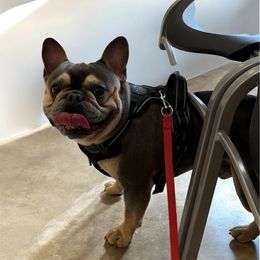 Wilbur - French Bulldog