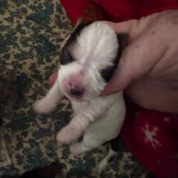 Luna - Parti female Yorkshire Terrier puppy in Kingston, Oklahoma from Lake Life