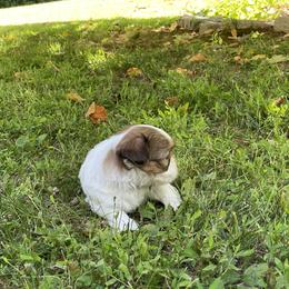 Shih Tzu Puppies from Dempsey’s Darlings