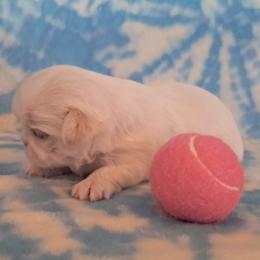 Chantilly - White female Shih Tzu puppy in Silver Springs, Nevada from Meadowlyn's Dream Shih Tzu
