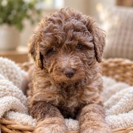 Bunny - Merle female Goldendoodle puppy in Pollock Pines, California from Penny Lane’s Doodles