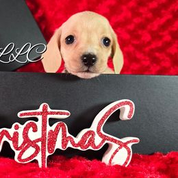 AKC Quincy English Cream - Cream male Dachshund puppy in Kansas City, Missouri from Divine Doxies LLC