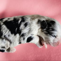 LAVENDER - Blue merle female Australian Shepherd puppy in Silex, Missouri from Small Town Australian Shepherds