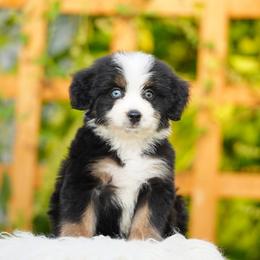 Lily - Tri-color female Bernedoodle puppy in Spokane, Washington from Lilac City Doodles
