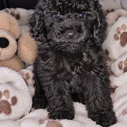 Sultan - Black male Shihpoo puppy in Hertford, North Carolina from Heaven Sent Shihpoo's