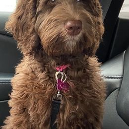 Goldendoodles from Dover Family Doodles