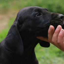 Great Dane Puppies from Sterling Danes