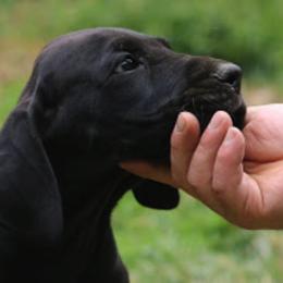 Great Dane Puppies from Sterling Danes