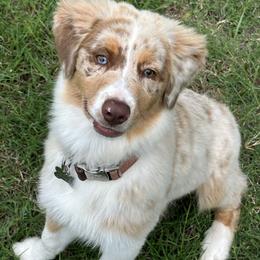 Australian Shepherd All Grown Up from Cobler Farms
