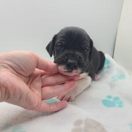 Graham - Mantle male Great Dane puppy in Kannapolis, North Carolina from Carolina Great Danes & Toy Poodles