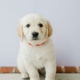 Golden Retriever Puppies from Sweeter Than Honey Golden Retrievers, LLC.