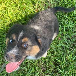 Comet - Black tri male Miniature American Shepherd puppy in Ruffin, North Carolina from Valkyrie Adventures