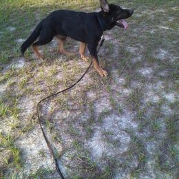 RIVO - Bi-color male German Shepherd puppy in Brooksville, Florida from Kennel: Von Stephan Max Shepherds/Partner at Euro-American K-9