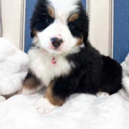 Bernese Mountain Dog Puppies from Red Bridge Berners
