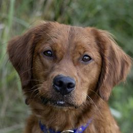 Luna - Golden Retriever