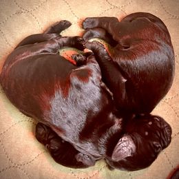 Giant Schnauzer Puppies from Elegy Kennels