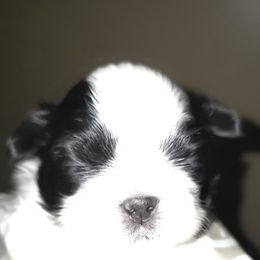 Boy1 - Black and white male Shih Tzu puppy in Buxton, Maine from Shih Tzu Junction