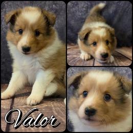 Valor - Sable merle and white female Shetland Sheepdog puppy in Lebanon, Tennessee from Henotic Homestead's Shetland Sheepdogs