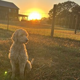 Rylie - Goldendoodle