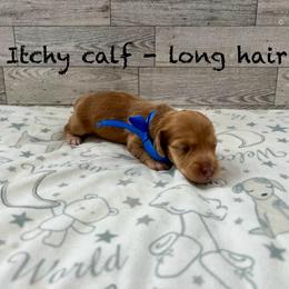 Itchy calf - Dapple male Dachshund puppy in Goodyear, Arizona from AZ Low Life Doxies