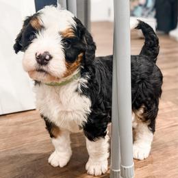 Finn - Tri-color male Bernedoodle puppy in Marne, Michigan from MI Doodles