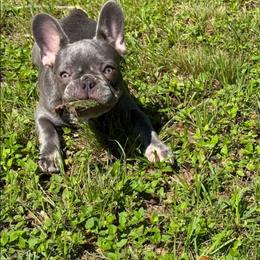 Coco - Blue female French Bulldog puppy in Asheville, North Carolina from MTO KENNELS