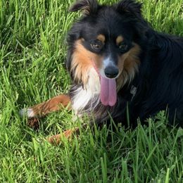 Australian Shepherds from McBride Australian Shepherd Farm