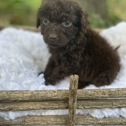 Girl 2 - Aussiedoodle puppy in Paint Rock, Alabama from Kotah’s Kennels