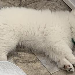 American Eskimo Dogs from Graces'