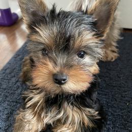 Yorkshire Terrier Puppies from Essence of Grace Yorkies