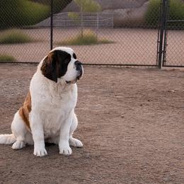 Ruby - Saint Bernard