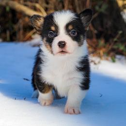 Scar - 1500 - male Pembroke Welsh Corgi puppy in Star City, Arkansas from T4 Farms