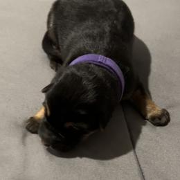 Girl 2 purple - Black and red female German Shepherd puppy in Sharon Grove, Kentucky from Julie’s Shepherds