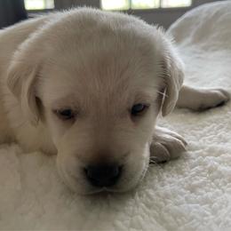 Cake - Yellow female Labrador Retriever puppy in Grand Saline, Texas from Castle Hills Labradors