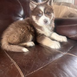 Pomsky and Siberian Husky Puppies from Osiris’s Siberians & Pomskies