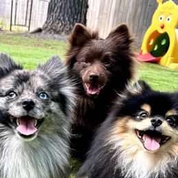 Pomeranians from Nel’s designer Pomeranians