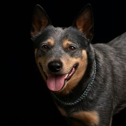 Bear - Australian Cattle Dog