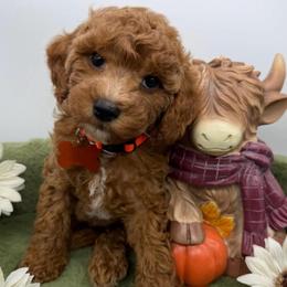 Snap- Orange Collar - Red  male Goldendoodle puppy in Cape Coral, Florida from Nay Nays Mini Doodles