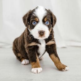 Dublin - Red Miniature Australian Shepherd puppy in Jerome, Idaho from Merrick Mini Aussies