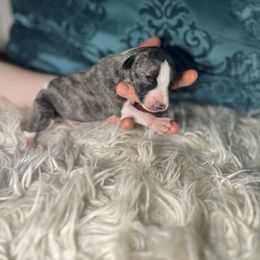 Denver - Fawn brindle male Whippet puppy in Clinton, Tennessee from Ivanhoe Borzoi