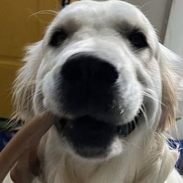 Golden Retrievers from Hazel at Flooful Farms