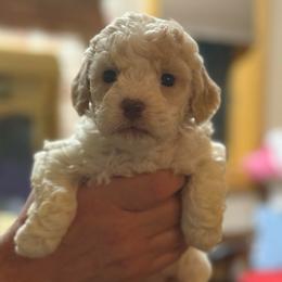 Pink Girl - Orange female Lagotto Romagnolo puppy in Chicago, Illinois from Midwest Lagotto Romagnolo