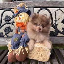 Clover - Chocolate merle male Pomeranian puppy in California from Pawsh Poms