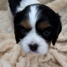 Cavalier King Charles Spaniels from Shooting Star Cavaliers