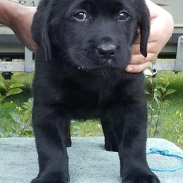 Labrador Retriever Puppies from Midnight Valley Labradors